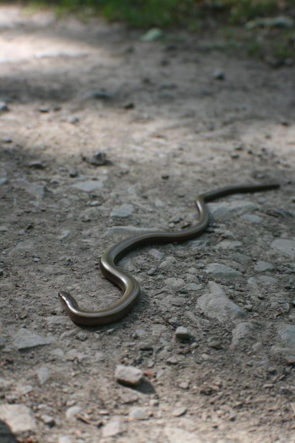 Ermsleben Alter Kornspeicher מראה חיצוני תמונה